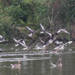 reinheimer-teich_20140913_009