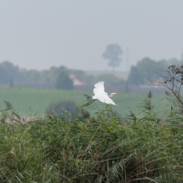 reinheimer-teich_20140913_037