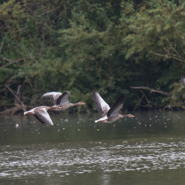 reinheimer-teich_20140913_013