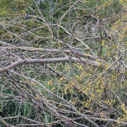 reinheimer-teich_20140913_017