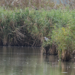 Reinheimer Teich September 2014