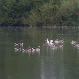 reinheimer-teich_20140913_006