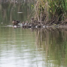reinheimer-teich_20140913_007
