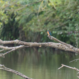 reinheimer-teich_20140913_033