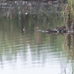 reinheimer-teich_20140913_026