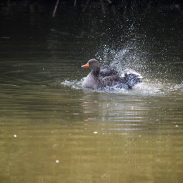reinheimer-teich_20140906_002