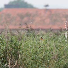 reinheimer-teich_20140913_029