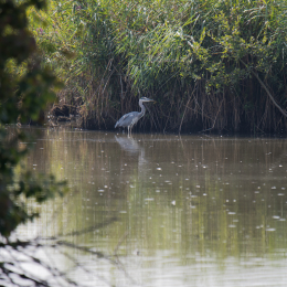 reinheimer-teich_20140906_001