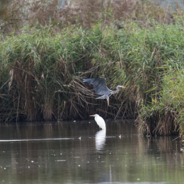 reinheimer-teich_20140913_041