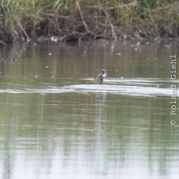 reinheimer-teich_20140913_031