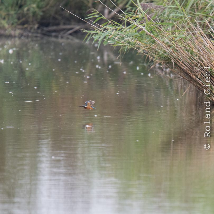 reinheimer-teich_20140913_032