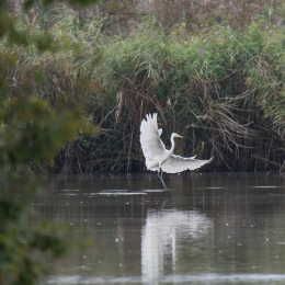 reinheimer-teich_20140913_038