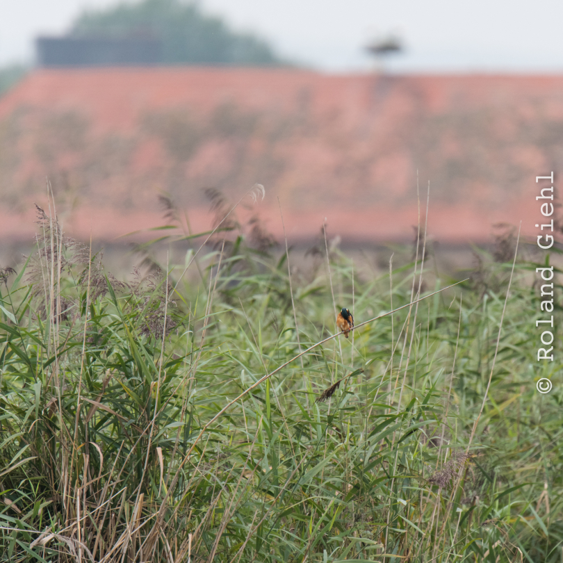 reinheimer-teich_20140913_029