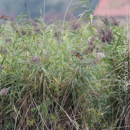 reinheimer-teich_20140913_015