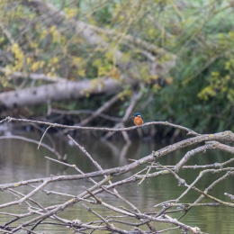 reinheimer-teich_20140913_014