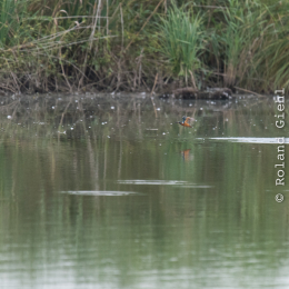 reinheimer-teich_20140913_022