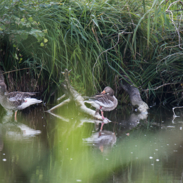 reinheimer-teich_20140906_007