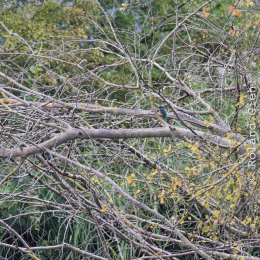 reinheimer-teich_20140913_019