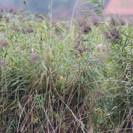reinheimer-teich_20140913_023