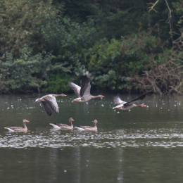 reinheimer-teich_20140913_012