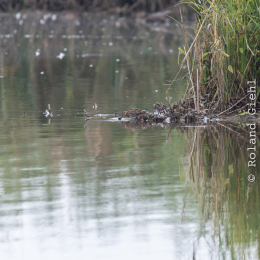 reinheimer-teich_20140913_025