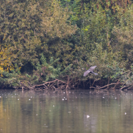 reinheimer-teich_20140913_004