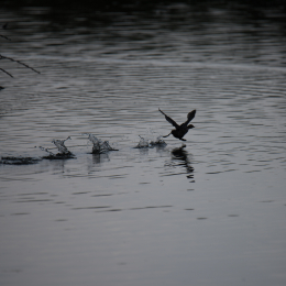 reinheimer-teich_20140906_004