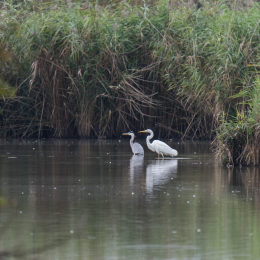 reinheimer-teich_20140913_035