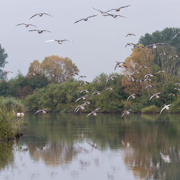 reinheimer-teich_20140913_001