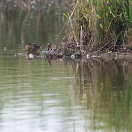 reinheimer-teich_20140913_008