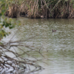 reinheimer-teich_20140913_005