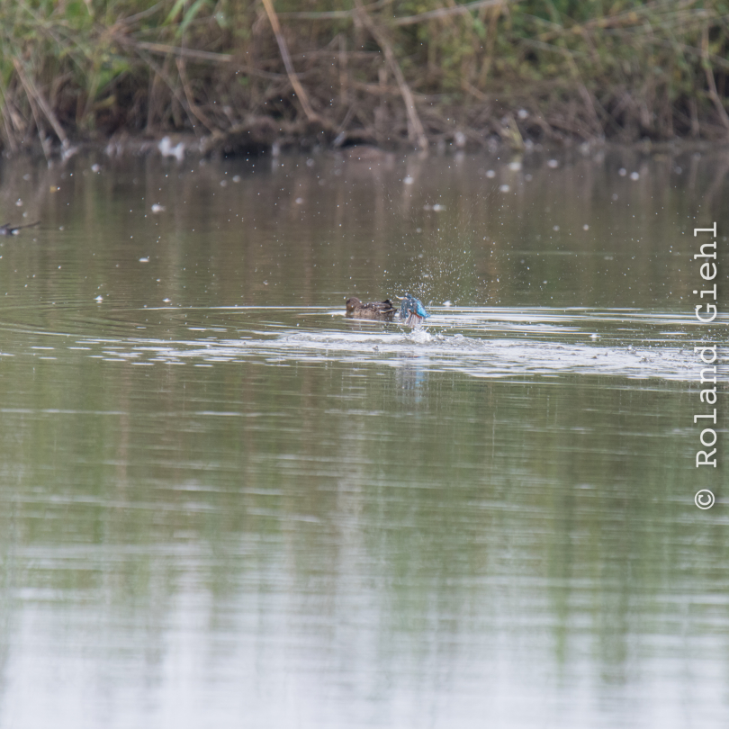 reinheimer-teich_20140913_030