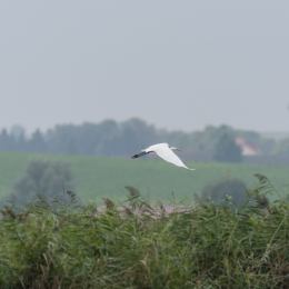 reinheimer-teich_20140913_036