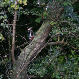 Reinheimer-Teich_008_20230903