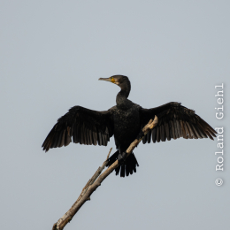 Reinheimer-Teich_014_20230903