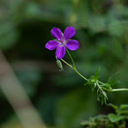 Reinheimer-Teich_001_20230903