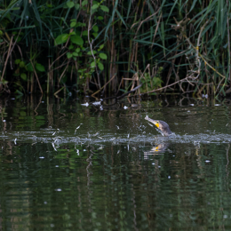 Reinheimer-Teich_011_20230903