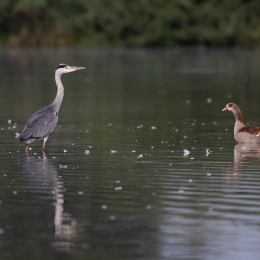 Reinheimer-Teich_002_20230903