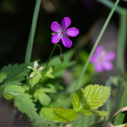 Reinheimer-Teich_015_20230903