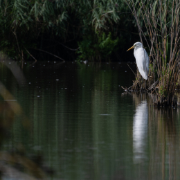 Reinheimer-Teich_018_20230903