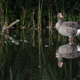 Reinheimer-Teich_004_20230903