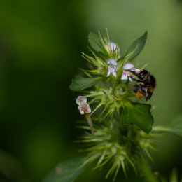 Reinheimer Teich September 2023