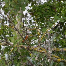 Reinheimer-Teich_013_20230903