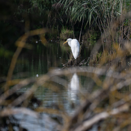 Reinheimer-Teich_016_20230903