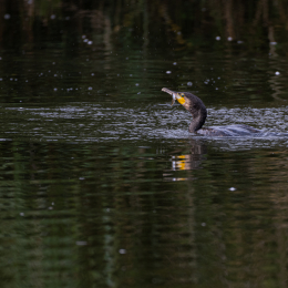 Reinheimer-Teich_012_20230903