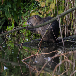Reinheimer-Teich_003_20230903