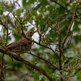 Reinheimer Teiuch Juli 2025