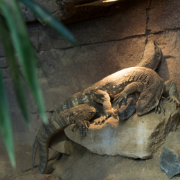 Reptilium Landau März 2013