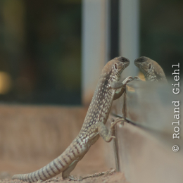 Reptilarium_Landau-20130330-08