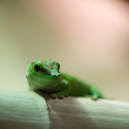 Reptilarium_Landau-20130330-03